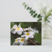 Plumeria Flower Briefkaart (Staand voorkant)