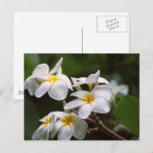 Plumeria Flower Briefkaart (Voorkant / Achterkant)