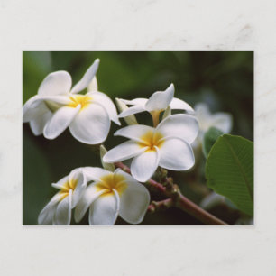 Plumeria Flower Briefkaart