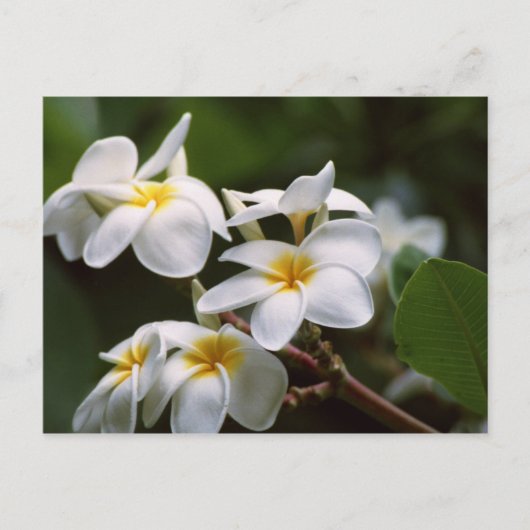Plumeria Flower Briefkaart (Voorkant)