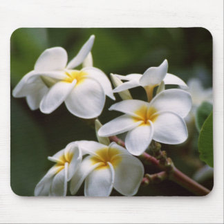 Plumeria Flower Muismat