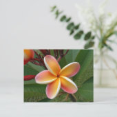 Plumeria flower - Oahu, Hawaii Briefkaart (Staand voorkant)