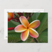 Plumeria flower - Oahu, Hawaii Briefkaart (Voorkant / Achterkant)
