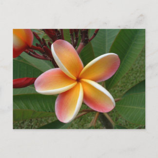 Plumeria flower - Oahu, Hawaii Briefkaart