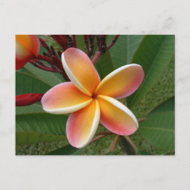 Plumeria flower - Oahu, Hawaii Briefkaart
