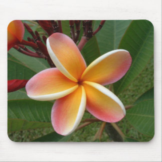 Plumeria Flower Oahu Hawaii Muismat