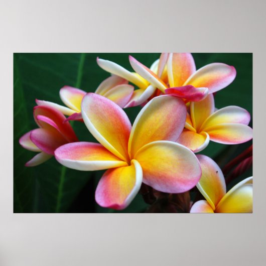 Plumeria Flower op Canvas! Poster (Voorkant)