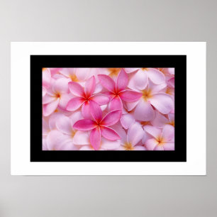 Plumeria Flower Poster