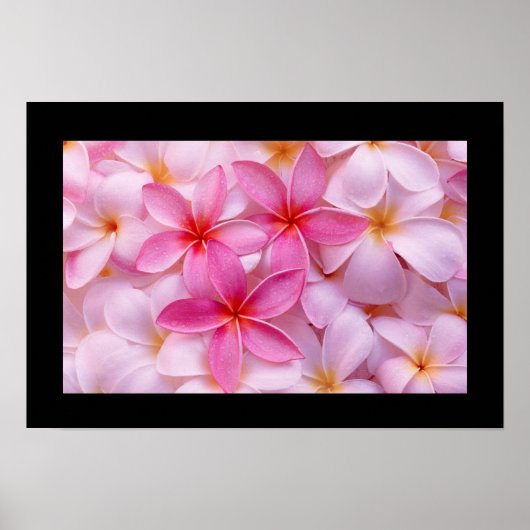 Plumeria Flower Poster (Voorkant)