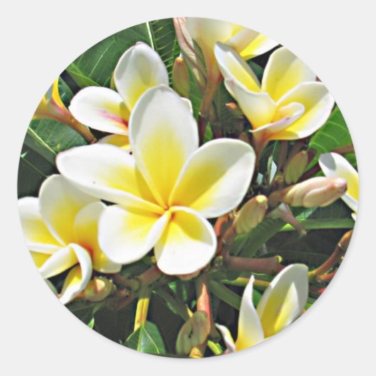 Plumeria Flower Sticker (Voorkant)