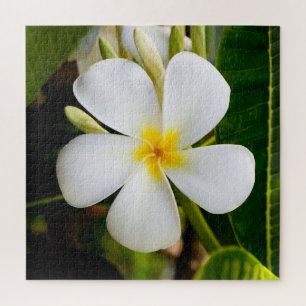 Plumeria Flowera met Leaves Legpuzzel