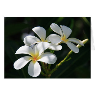 Plumeria Flowers