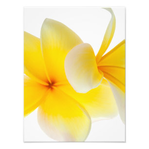 Plumeria Flowers Hawaiian White Yellow Frangipani Foto Afdruk