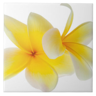 Plumeria Flowers Hawaiian White Yellow Frangipani Tegeltje