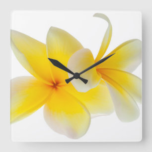 Plumeria Flowers Hawaiian White Yellow Frangipani Vierkante Klok