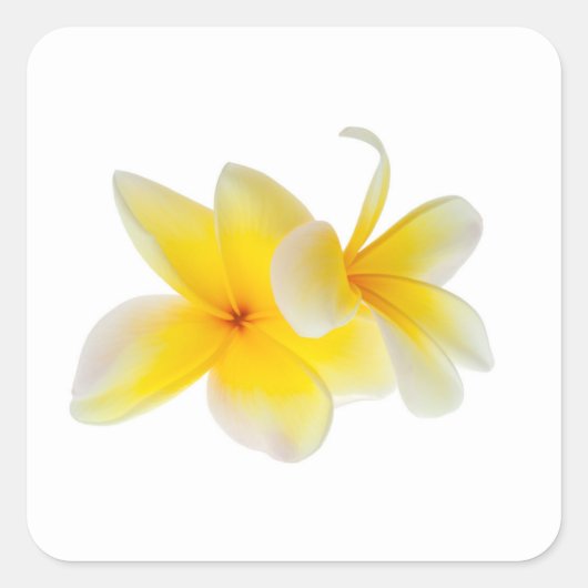 Plumeria Flowers Hawaiian White Yellow Frangipani Vierkante Sticker (Voorkant)