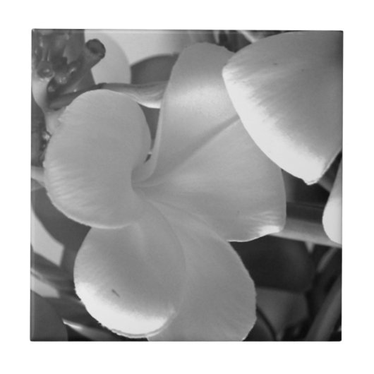 Plumeria Flowers in Black en White Tegeltje (Voorkant)
