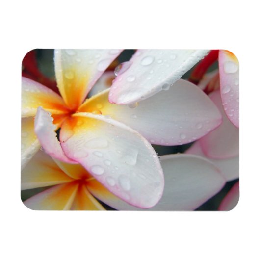 Plumeria Flowers Magnet Magneet (Horizontaal)