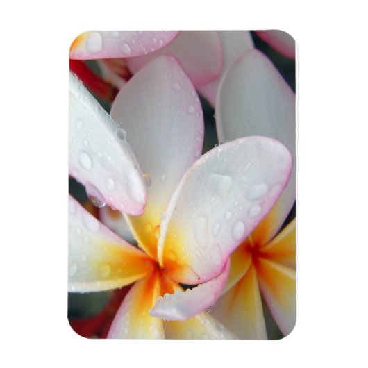 Plumeria Flowers Magnet Magneet (Verticaal)