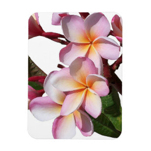 Plumeria Flowers Premium Magnet Magneet