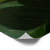 Plumeria Flowers Print (Hoek)