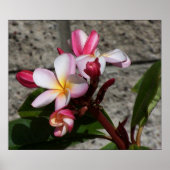 Plumeria Flowers Print (Voorkant)