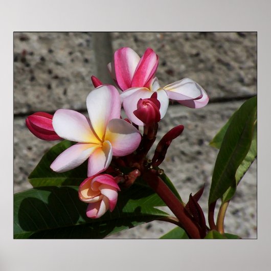 Plumeria Flowers Print (Voorkant)