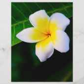 plumeria flyer (Voorkant)