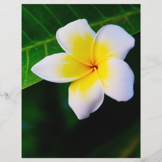 plumeria flyer (Voorkant)