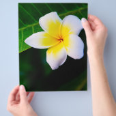 plumeria flyer (Hand)