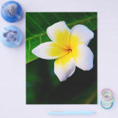 plumeria flyer (Enkel)