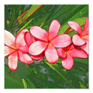 Plumeria Foto Afdruk