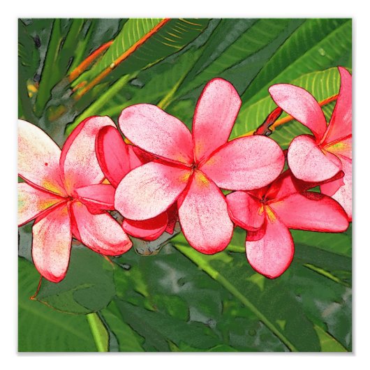 Plumeria Foto Afdruk (Voorkant)
