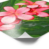 plumeria foto afdruk (Hoek)