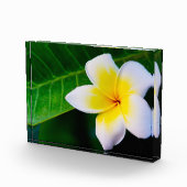 plumeria fotoblokken (Rechts)