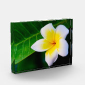 plumeria fotoblokken (Links)
