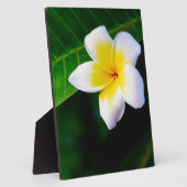 plumeria fotoplaat (Zijkant)