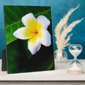 plumeria fotoplaat (Zijkant)