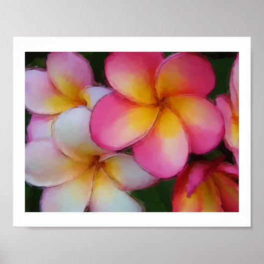 Plumeria Frangipani Flowers Waterverf Sketch Poster (Voorkant)