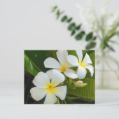Plumeria Frangipani Hawaii Briefkaart (Staand voorkant)
