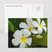 Plumeria Frangipani Hawaii Briefkaart (Voorkant / Achterkant)