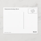 Plumeria Frangipani Hawaii Briefkaart (Achterkant)