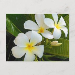 Plumeria Frangipani Hawaii Briefkaart