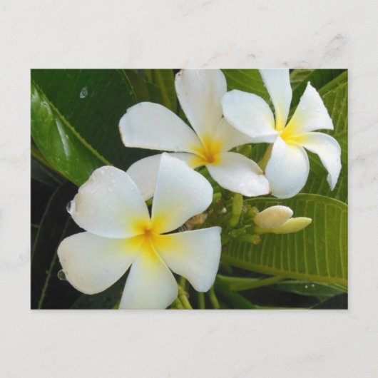 Plumeria Frangipani Hawaii Briefkaart (Voorkant)