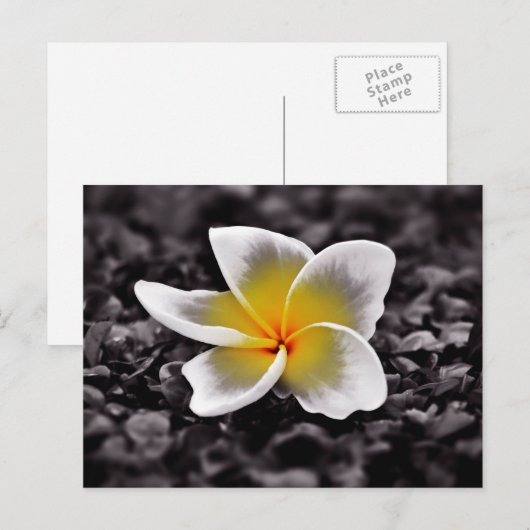 Plumeria Frangipani Hawaii Flower Briefkaart (Voorkant / Achterkant)