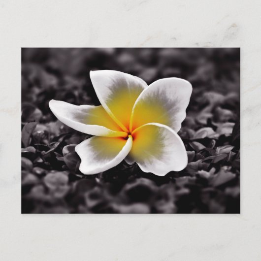Plumeria Frangipani Hawaii Flower Briefkaart (Voorkant)