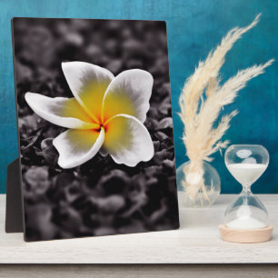 Plumeria Frangipani Hawaii Flower Fotoplaat