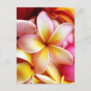 Plumeria Frangipani Hawaii Flower Gepersonaliseerd Briefkaart