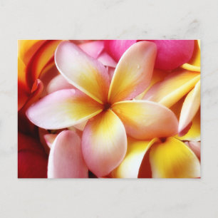 Plumeria Frangipani Hawaii Flower Gepersonaliseerd Briefkaart