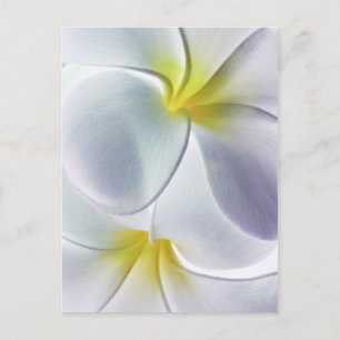 Plumeria Frangipani Hawaii Flower Gepersonaliseerd Briefkaart